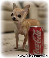 Какие собачки самые маленькие?