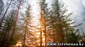 Пожар в Восточном Казахстане приблизился к Китаю