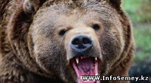 Медведица привела трех детенышей в село в ВКО