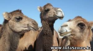 Верблюд покусал сотрудника зоопарка в Усть-Каменогорске