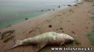 В речку в Восточном Казахстане попали токсичные отходы