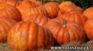Пенсионер из Усть-Каменогорска вырастил тыкву весом в 50 килограммов