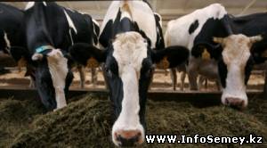 В Восточном Казахстане выявлено 500 голов инфицированного ящуром скота