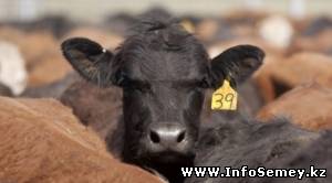 Минсельхоз: Ящур в ВКО пришел из Китая