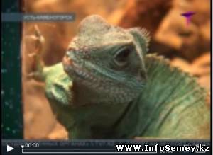 Живые драконы уже в продаже в Усть-Каменогорске