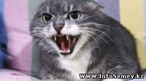 У домашней кошки в Семее обнаружено бешенство