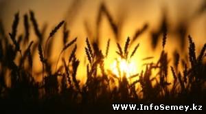 Крестьянские хозяйства будут строить себе торговые дома в Семее