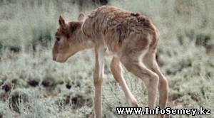 У жителя ВКО изъяли 10 тысяч шкур ондатры и 5 тысяч сайгачьих рогов