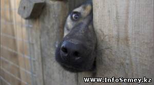 На востоке Казахстана мужчина украл и съел сторожевого пса