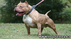 Житель Восточного Казахстана съел соседского питбуля