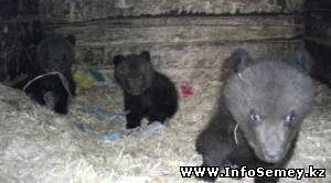 Цирк Юрия Никулина может приобрести медвежат из Семея