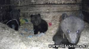 Московский цирк Юрия Никулина купил тройню медвежат из Семея