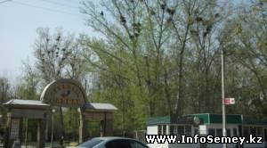 Семей заполонили вороны