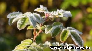 Заморозки ожидаются в Восточном Казахстане