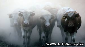 Вакцинированные животные заразились ящуром в ВКО