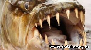 В реке Иртыш завелся пугающий гигант