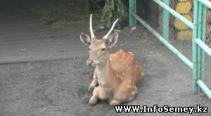 Из биоцентра Семея сбежал полудикий олень