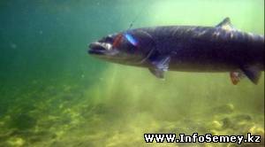 Водолазы Семея отказываются ловить гигантскую рыбу в Иртыше