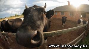 В Восточном Казахстане из-за ящура уничтожено более 700 голов скота