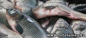 В ВКО браконьер попытался убить оштрафовавшего его рыбинспектора