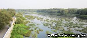 Река Семипалатинка зарастает травой, тиной и кустарником