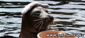 Скоро в Семей приедет необычный цирк — «Шапито на воде»!