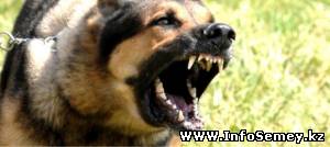 С начала года в ВКО у 74 животных заподозрили бешенство