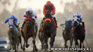 На скачках в Восточном Казахстане лошадь погибла от столкновения с авто