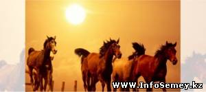 В Семее продолжают воровать чужой скот