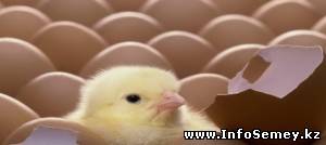 В ВКО на треть сократились объемы производства яиц – предварительные итоги сельско-хозяйственного года