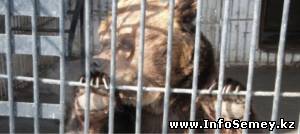 В Семее из-за резкого потепления животные биологического центра стали вести себя по-весеннему