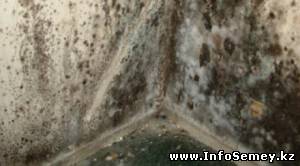 За плесень в квартире жителю Семея выплатят 160 тысяч тенге