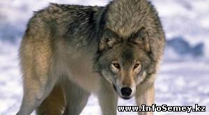 Волки едва не загрызли табунщика под Семеем