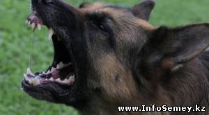 Жительница Семея отсудила более 80 тысяч тенге за укус собаки