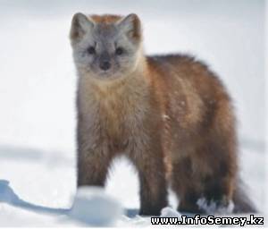 Соболи стали частыми гостями в населенных пунктах ВКО
