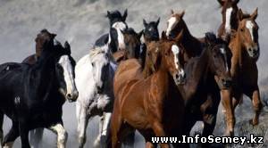 За кражу 43 лошадей осуждены жители ВКО
