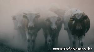 Вспышка бешенства у домашнего скота зафиксирована в ВКО