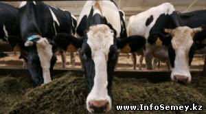 Некачественная вакцина стала причиной вспышки ящура в Восточном Казахстане