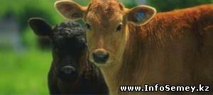 В Восточно-Казахстанской области арестованы два инспектора Отряда оперативного реагирования лесного и охотничьего хозяйства