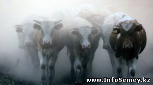 Свыше тысячи животных уничтожены в Восточном Казахстане из-за ящура