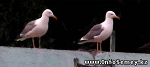 А вы слыхали, как в Семее по утрам смеются птицы?