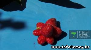 Дачники Семея похвастались необычным урожаем