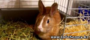 Уходя из гостей семейчанин прихватил с собой кролика