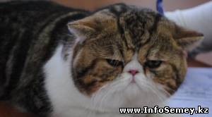 Чемпионат Казахстана среди кошек прошел в Семее