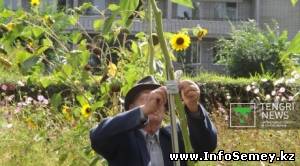 В Семее в доме престарелых выращивают гигантские подсолнухи