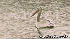 Пеликан замерзает на Иртыше в Семее