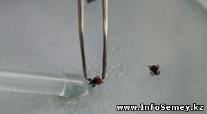 Жительница ВКО впала в кому после укуса клеща