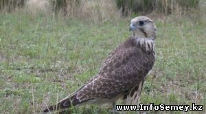 Браконьер из Палестины отлавливал соколов балобанов в ВКО