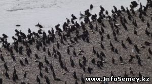 Тысячи бакланов поселились на островках Семея