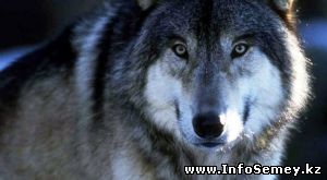 Женщину из Аягуза наградят за спасение мужа от нападения волка